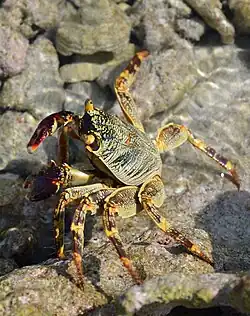 At Bathala, Maldives