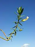Flowering stem