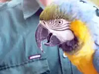 normal vision