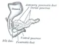 Pancreas of a human embryo at end of sixth week.