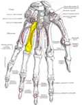 Palmar view of the left hand (fourth metacarpal shown in yellow).