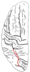 Lateral surface of left cerebral hemisphere, viewed from above.