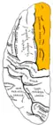 Left cerebral hemisphere seen from above