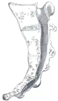 Median sagittal section of the sacrum.