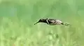 Female in flight – Manjira Wildlife Sanctuary, Telangana, India