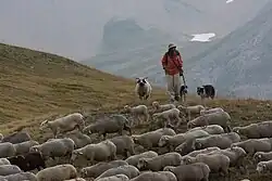Image 13Sheep in Écrins National Park (France) (from Livestock)