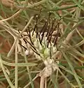 Black form, flower detail near Northam