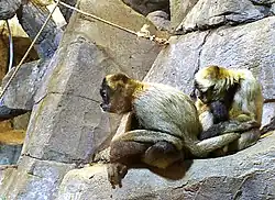 The conservatory is connected to the Como Zoo
