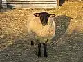 Sheep
