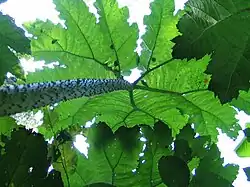 Gunnera × cryptica, jardin jungle