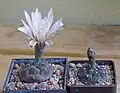 G. berchtii LF 98