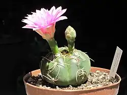 Pink flower form