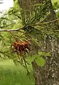 Another gall on eastern redcedar (Juniperus virginiana)