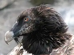 Juvenile