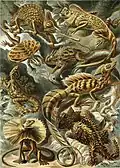 Lizard (Lacertilia)