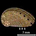 Shells of animals a little larger than 10 mm (3⁄8 in) have dots but only on the shell ridges