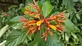 Inflorescence