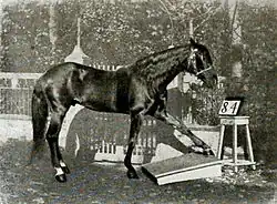 Clever Hans performing with Karl Krall in 1909