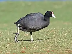 ʻAlae keʻokeʻo with red frontal shield