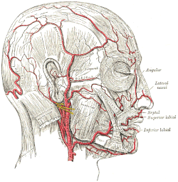Arteries