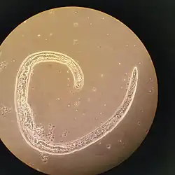 Helicotylenchus