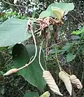 remains as each flower forms a fruit.