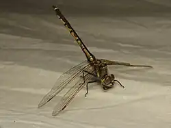 Female