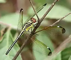 Female