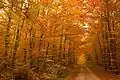 Autumn in Harburger Karab forest