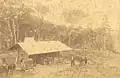 Hermann Rieck’s homestead, c. 1890