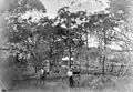 Hermann and Fanny Rieck on their banana farm, 1893