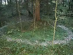 Specimen growing in a fairy ring formation