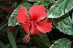 Hibiscus 'Cooperi'