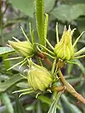 Flower buds