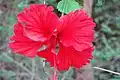 Hibiscus rosa-sinensis is one of the commons flower