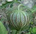 Fruiting calyx, inflated, side