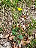 specimen of Hieracium hypochoeroides subsp. parvimaculatum (Joch.Müll.) Greuter