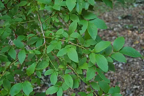 Foliage