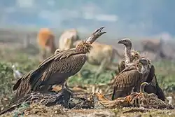 Himalayan griffon in Jalpaiguri, West Bengal