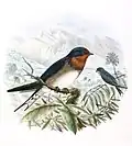 Subsp. arcticincta with deeper tail-fork & paler belly plumage