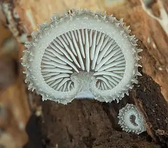 Image 24Hohenbuehelia mastrucata mushroom growing in Busse Woods, Elk Grove Village. Image credit: Rocky Houghtby (photographer), Leoboudv (upload) (from Portal:Illinois/Selected picture)