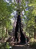 Hollow Trunk, the largest girthed red tingle and largest in restored volume