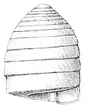 juvenile shell