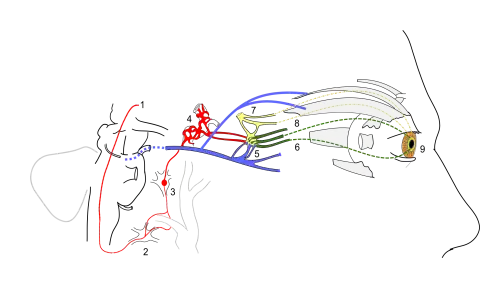 Scheme showing sympathetic and parasympathetic innervation of the pupil and sites of lesion in a Horner's syndrome.