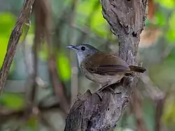 Horsfield's babbler