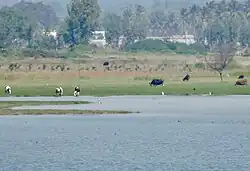Hoskote Lake