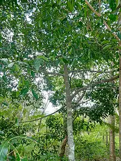 Branches