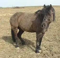 A Hucul pony in a natural state