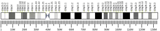 Chromosome 10 (human)