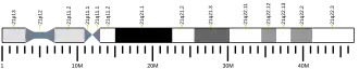Chromosome 21 (human)
